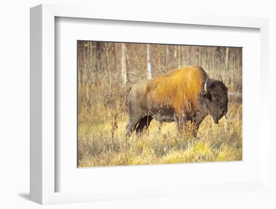 The Wood Bison-Richard Wright-Framed Photographic Print