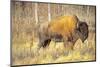 The Wood Bison-Richard Wright-Mounted Photographic Print