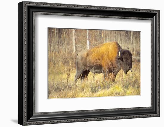 The Wood Bison-Richard Wright-Framed Photographic Print