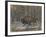 The Wood Bison-Evgeny Alexandrovich Tichmenev-Framed Giclee Print