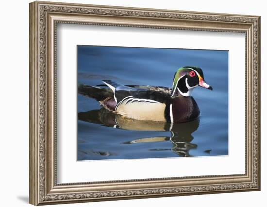 The wood duck or Carolina duck, a species of perching duck, is one of the most colorful-Richard Wright-Framed Photographic Print