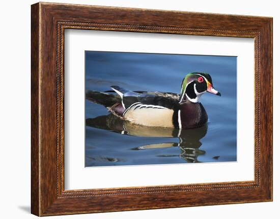 The wood duck or Carolina duck, a species of perching duck, is one of the most colorful-Richard Wright-Framed Photographic Print