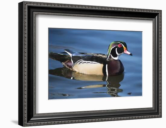 The wood duck or Carolina duck, a species of perching duck, is one of the most colorful-Richard Wright-Framed Photographic Print