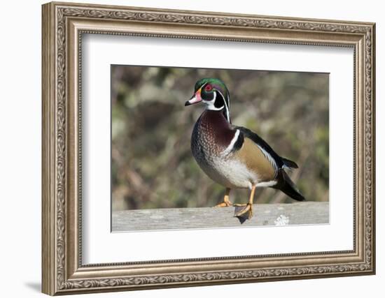 The wood duck or Carolina duck, a species of perching duck, is one of the most colorful-Richard Wright-Framed Photographic Print