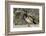The wood duck or Carolina duck, a species of perching duck, is one of the most colorful-Richard Wright-Framed Photographic Print
