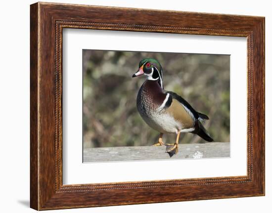 The wood duck or Carolina duck, a species of perching duck, is one of the most colorful-Richard Wright-Framed Photographic Print