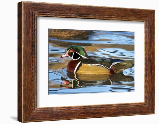 The Wood Duck or Carolina Duck (Aix Sponsa) Swimming-Richard Wright-Framed Photographic Print