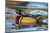 The Wood Duck or Carolina Duck (Aix Sponsa) Swimming-Richard Wright-Mounted Photographic Print