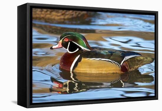 The Wood Duck or Carolina Duck (Aix Sponsa) Swimming-Richard Wright-Framed Premier Image Canvas