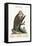 The Wood-Pecker of Jamaica, 1749-73-George Edwards-Framed Premier Image Canvas