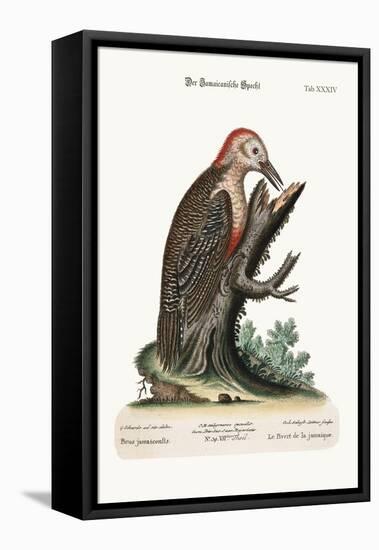 The Wood-Pecker of Jamaica, 1749-73-George Edwards-Framed Premier Image Canvas