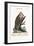 The Wood-Pecker of Jamaica, 1749-73-George Edwards-Framed Giclee Print