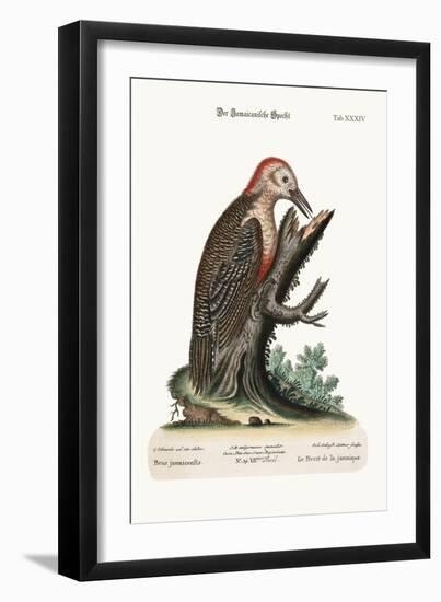 The Wood-Pecker of Jamaica, 1749-73-George Edwards-Framed Giclee Print