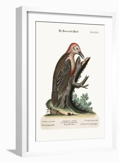 The Wood-Pecker of Jamaica, 1749-73-George Edwards-Framed Giclee Print