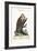 The Wood-Pecker of Jamaica, 1749-73-George Edwards-Framed Giclee Print