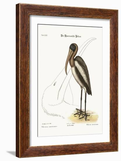 The Wood Pelican, 1749-73-Mark Catesby-Framed Giclee Print