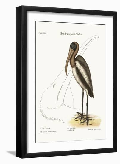 The Wood Pelican, 1749-73-Mark Catesby-Framed Giclee Print