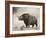 The Woolly Rhinoceros Is an Extinct Species from the Pleistocene Epoch-null-Framed Art Print