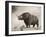 The Woolly Rhinoceros Is an Extinct Species from the Pleistocene Epoch-null-Framed Art Print