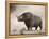 The Woolly Rhinoceros Is an Extinct Species from the Pleistocene Epoch-null-Framed Stretched Canvas