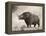 The Woolly Rhinoceros Is an Extinct Species from the Pleistocene Epoch-null-Framed Stretched Canvas