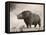 The Woolly Rhinoceros Is an Extinct Species from the Pleistocene Epoch-null-Framed Stretched Canvas