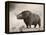 The Woolly Rhinoceros Is an Extinct Species from the Pleistocene Epoch-null-Framed Stretched Canvas