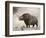 The Woolly Rhinoceros Is an Extinct Species from the Pleistocene Epoch-null-Framed Art Print