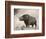 The Woolly Rhinoceros Is an Extinct Species from the Pleistocene Epoch-null-Framed Art Print