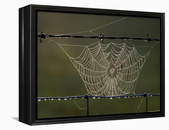 The Work of a Spider is Highlighted by the Morning Sun-null-Framed Premier Image Canvas