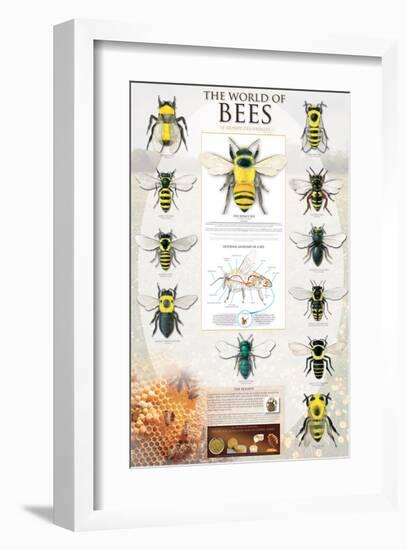 The World Of Bees-null-Framed Premium Giclee Print