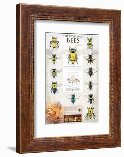 The World Of Bees-null-Framed Art Print