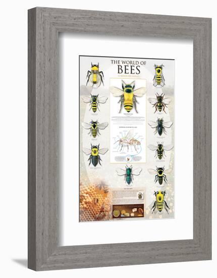 The World Of Bees-null-Framed Art Print