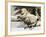 The World of Nature: The Mystery Bird from Mauritius-null-Framed Giclee Print