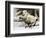 The World of Nature: The Mystery Bird from Mauritius-null-Framed Giclee Print