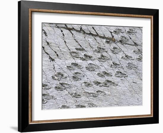 The World's Longest Dinosaur Tracks, Cretaceous Titanosaurus, Near Sucre, Bolivia, South America-Tony Waltham-Framed Photographic Print