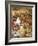 The Wounded Squirrel-John Anster Fitzgerald-Framed Giclee Print