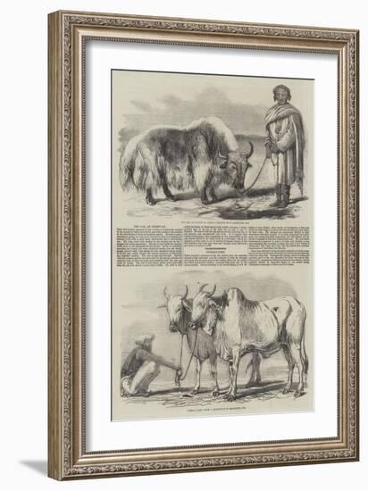 The Yak, or Thibet Ox-William Carpenter-Framed Giclee Print