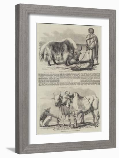 The Yak, or Thibet Ox-William Carpenter-Framed Giclee Print