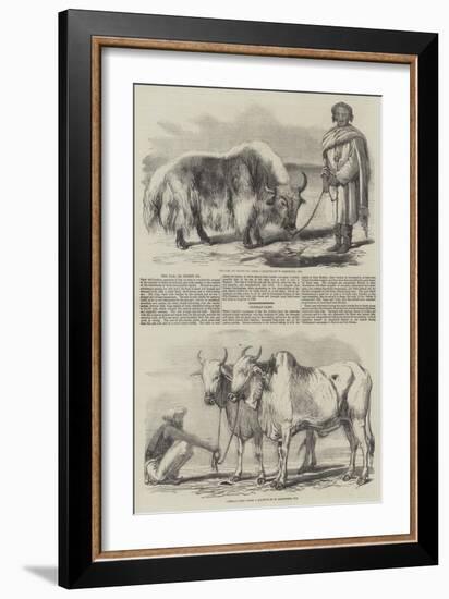 The Yak, or Thibet Ox-William Carpenter-Framed Giclee Print