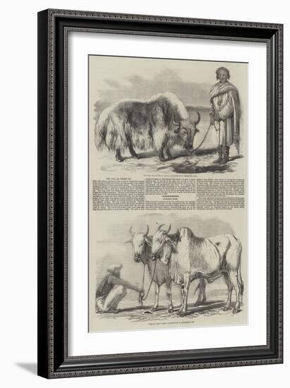 The Yak, or Thibet Ox-William Carpenter-Framed Giclee Print