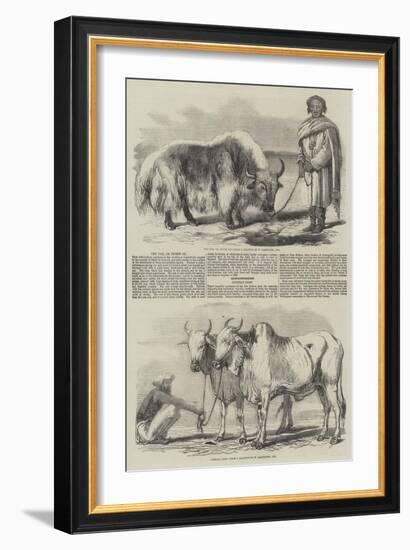 The Yak, or Thibet Ox-William Carpenter-Framed Giclee Print