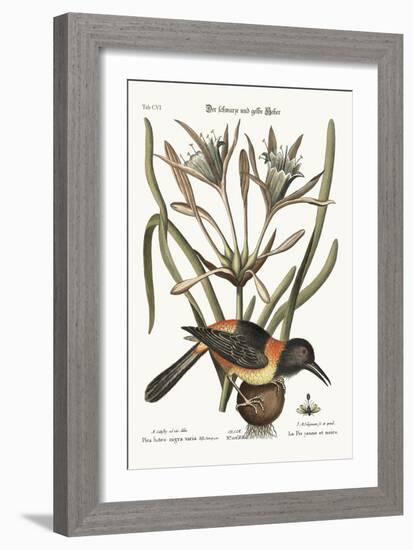 The Yellow and Black Pye, 1749-73-Mark Catesby-Framed Giclee Print