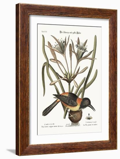 The Yellow and Black Pye, 1749-73-Mark Catesby-Framed Giclee Print