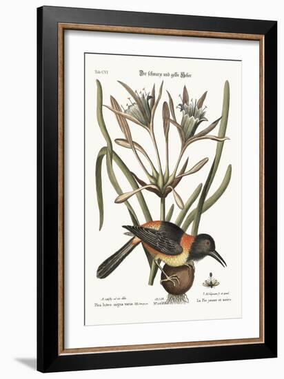 The Yellow and Black Pye, 1749-73-Mark Catesby-Framed Giclee Print