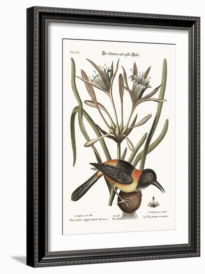 The Yellow and Black Pye, 1749-73-Mark Catesby-Framed Giclee Print