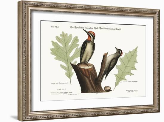 The Yellow-Bellied Woodpecker. the Smallest Spotted Woodpecker, 1749-73-Mark Catesby-Framed Giclee Print