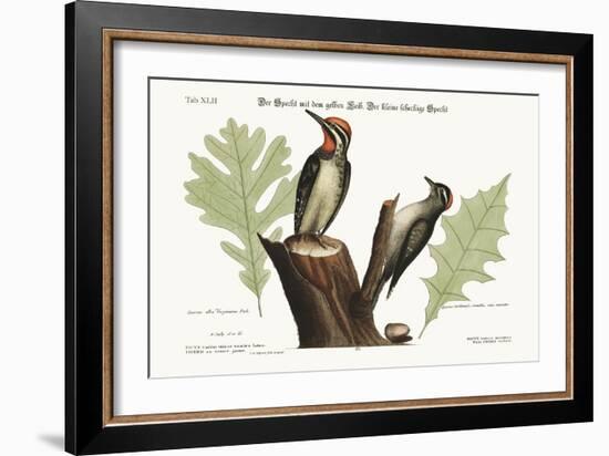 The Yellow-Bellied Woodpecker. the Smallest Spotted Woodpecker, 1749-73-Mark Catesby-Framed Giclee Print