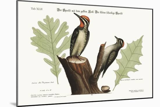 The Yellow-Bellied Woodpecker. the Smallest Spotted Woodpecker, 1749-73-Mark Catesby-Mounted Giclee Print