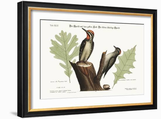 The Yellow-Bellied Woodpecker. the Smallest Spotted Woodpecker, 1749-73-Mark Catesby-Framed Giclee Print